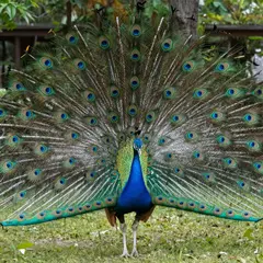 Z-Image Turbo — A peacock displaying its full tail feathers, vibra