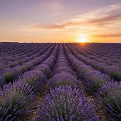 Z-Image Turbo — A field of lavender stretching to the horizon in P
